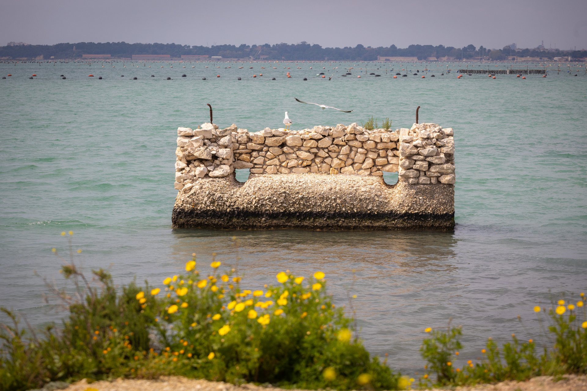 Around the Mar Piccolo: A Journey Through Nature and History